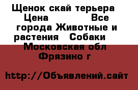 Щенок скай терьера › Цена ­ 20 000 - Все города Животные и растения » Собаки   . Московская обл.,Фрязино г.